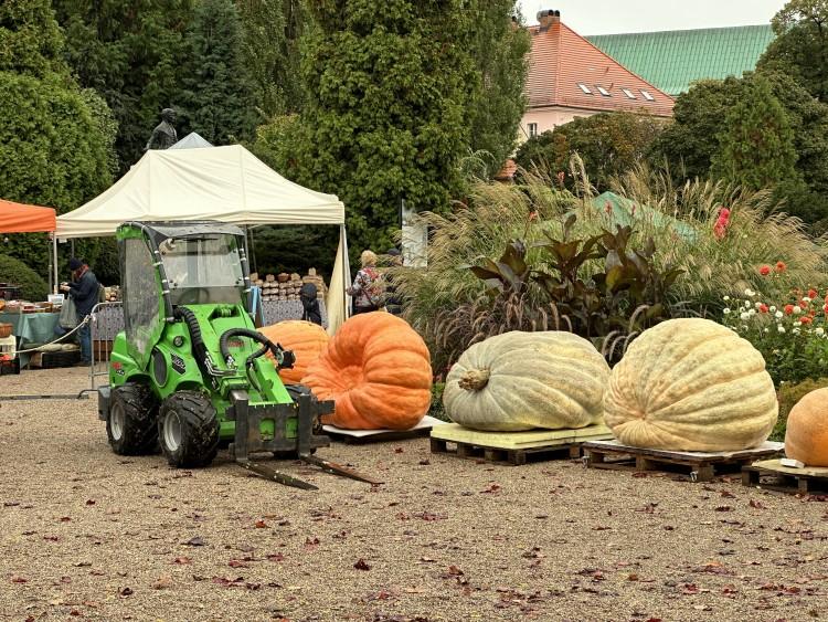 Wrocław: Ogród botaniczny utonął w dyniach. Trwa wielki festiwal