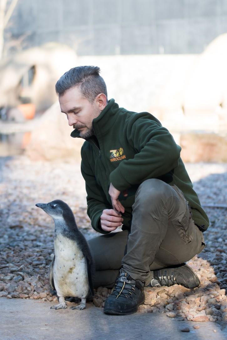 Nic bardziej uroczego dziś nie zobaczysz. We wrocławskim zoo urodził się puszysty pingwinek
