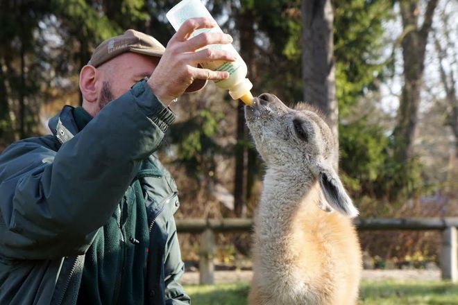 Nowa pupilka urodziła się w naszym ZOO. Uwielbia mleko z butelki [ZDJĘCIA]