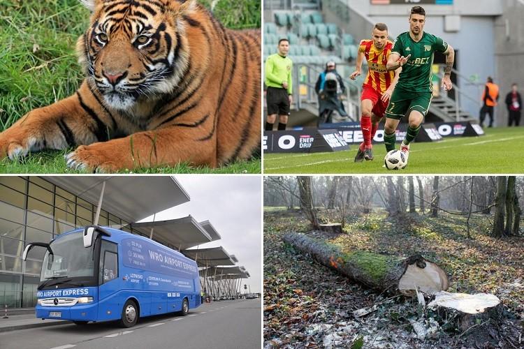 Wrocławska środa - Zielona Stolica nie dla Wrocławia i wyrok w sprawie tygrysa [PODSUMOWANIE DNIA]
