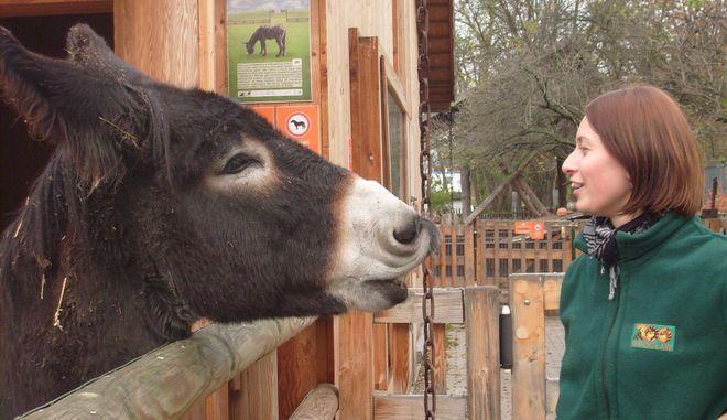 ZOO zaprasza do dziecińca i na ranczo, gdzie czekają Gwidon, Zidane i inni