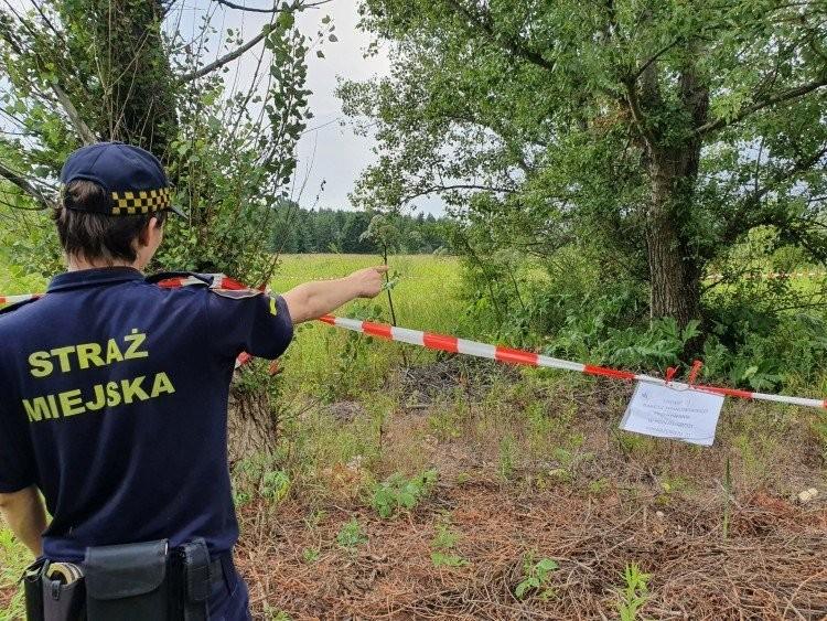 Trująca roślina pojawiła się we Wrocławiu. Jest bardzo niebezpieczna