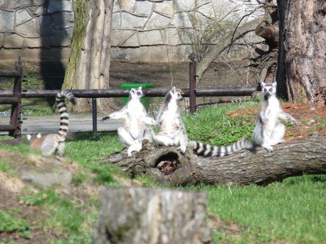 Madagaskar we Wrocławiu