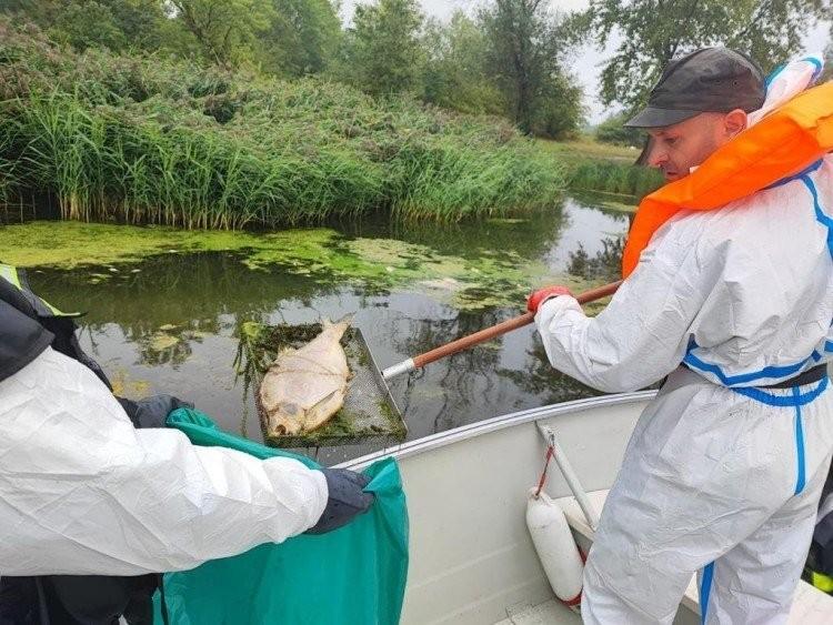 Wrocław: Złota alga zagraża Odrze. Sztab kryzysowy zablokuje przepływ ryb