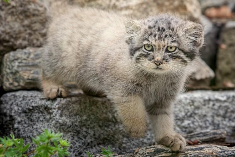 We wrocławskim zoo urodziło się pięć wrażliwych kociąt [ZDJĘCIA]