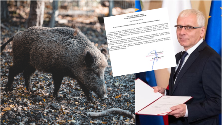 To będzie rzeź! Wojewoda dolnośląski nakazał zastrzelić prawie 2,3 tysiąca dzików