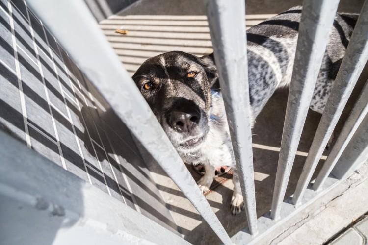 Dużo adopcji podczas dni otwartych wrocławskiego schroniska [ZDJĘCIA]
