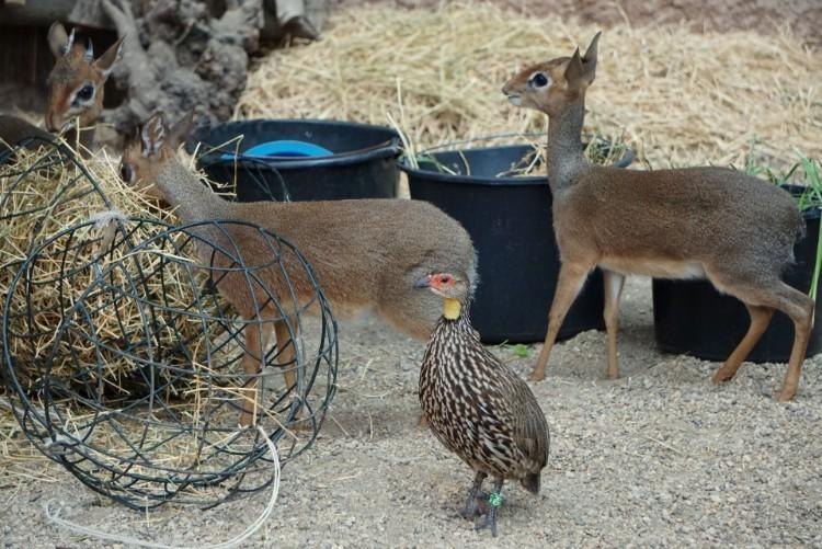 Ale słodziak! We wrocławskim zoo urodził się afrykański Bambi