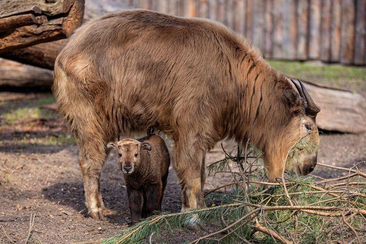 Nowa mieszkanka wrocławskiego zoo. W Azji ten gatunek jest otoczony czcią [ZDJĘCIA, WIDEO]