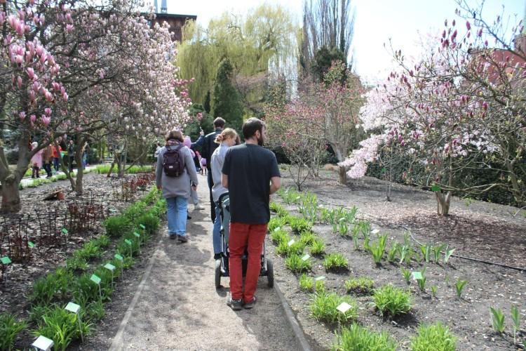 Wrocław: Kwitnące magnolie na festiwalu w Ogrodzie Botanicznym (ZDJĘCIA)