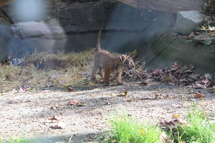 Tych miejsc nie przegap jesienią we wrocławskim zoo!