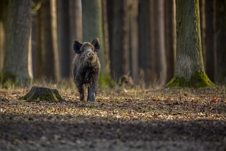 Znów martwe dziki we Wrocławiu. Były zakażone ASF