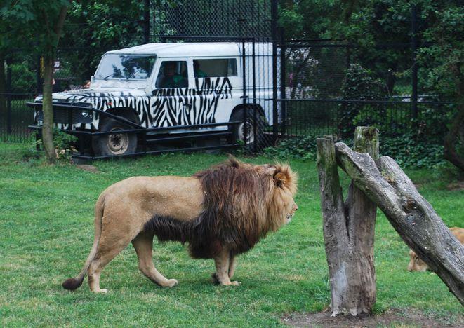 Po wrocławskim ogrodzie zoologicznym można jeździć terenówką. Na niby