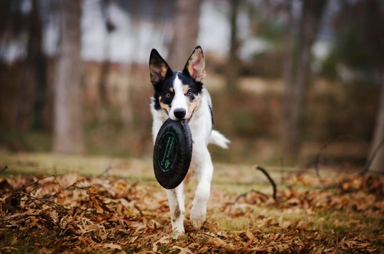 Latające psy, czyli zawody w dogfrisbee we wrocławskim parku
