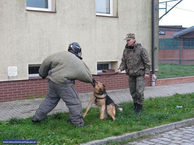 Policja uzmysławia, jak radzić sobie z agresywnymi psami i za co odpowiadają właściciele