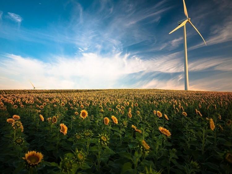 OZE – co warto wiedzieć o odnawialnych źródłach energii?