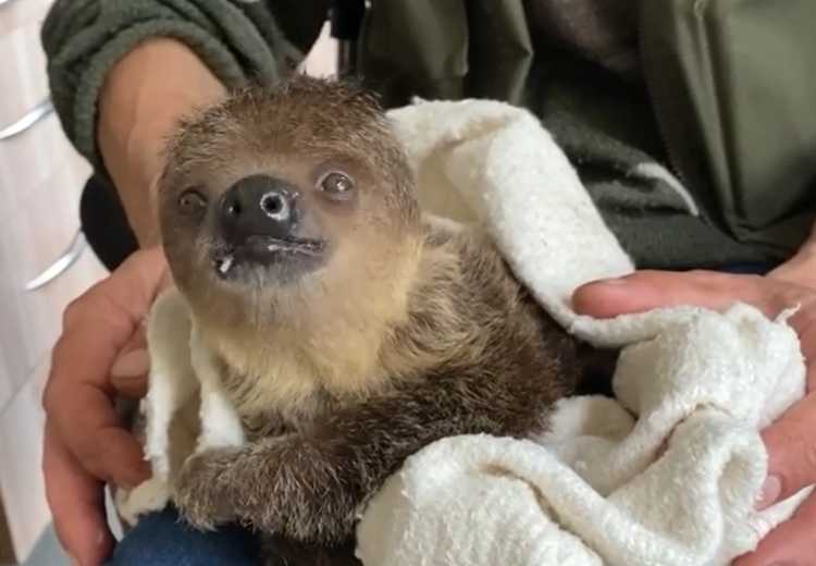 Zoo Wrocław: najmłodszy leniwiec zajada już stały pokarm [FILM TAK SŁODKI, ŻE AŻ]