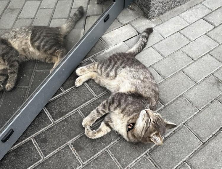 Wrocław: Ten kot sieje zamęt na osiedlu. Biega po Biedronce, kradnie jedzenie gościom restauracji