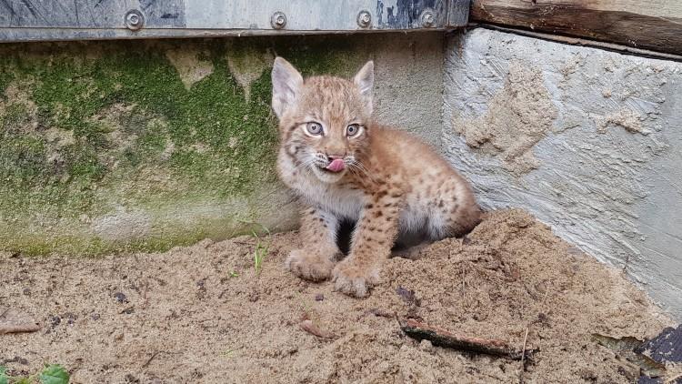 Nowa mieszkanka wrocławskiego zoo. To samiczka rysia [ZDJĘCIA]