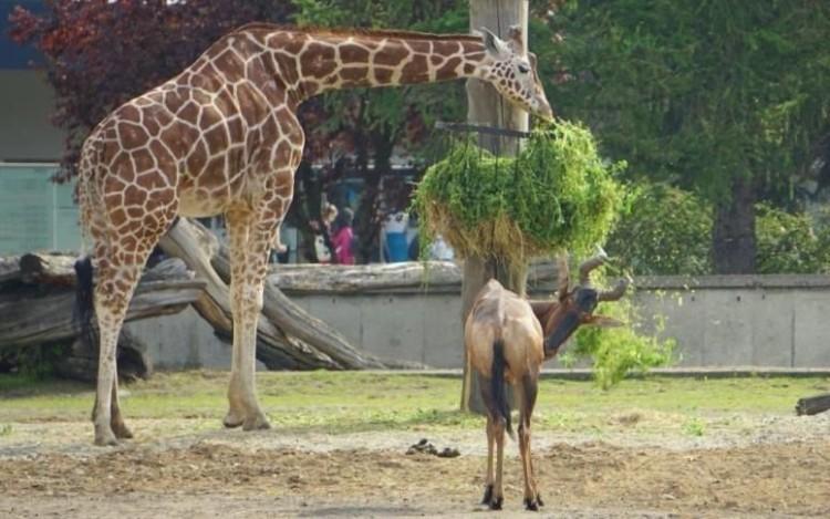 ZOO Wrocław. Goście przemycają psy w torebkach, walizkach i wózkach dziecięcych!