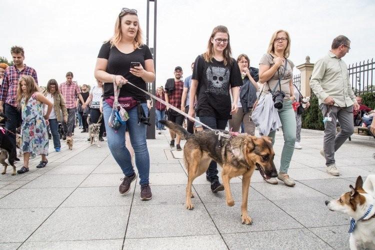 Parada Psów Wrocławskich przejdzie przez centrum miasta [TRASA]