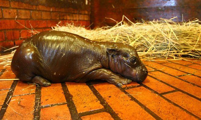 Elpunia i Carlos doczekali się potomka. Poznajcie wrocławską rodzinę hipopotamów