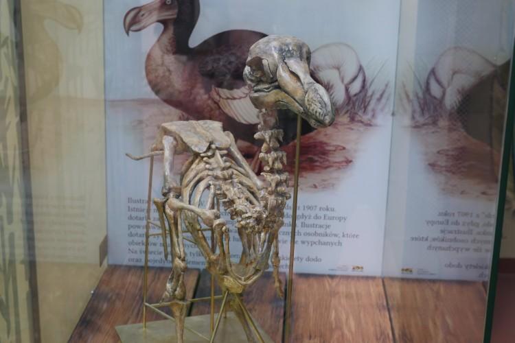 Nowa atrakcja we wrocławskim zoo. Zabytkowy budynek odrestaurowany [ZDJĘCIA, WIDEO]