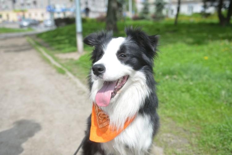 Wrocław: trzy nowe place zabaw dla psów. Jeden już gotowy [ZDJĘCIA]
