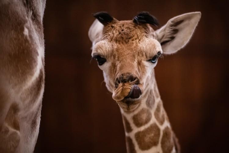 Sama słodycz! W zoo przyszła na świat mała żyrafa. Nikt się tego nie spodziewał!
