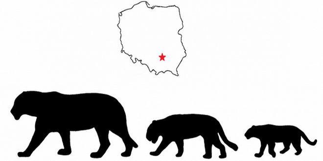 Badacze z Uniwersytetu Wrocławskiego: w Polsce żyły jaguary, lamparty i lwy...