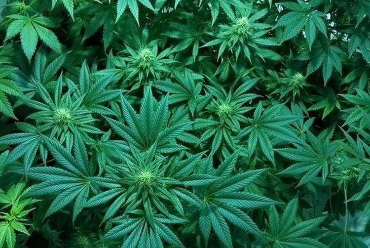 Marihuana a medycyna. Targi Konopne we Wrocławiu