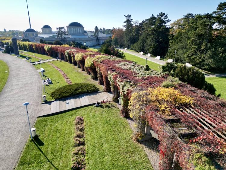 Pergola lśni w jesiennych barwach. Wygląda zjawiskowo!