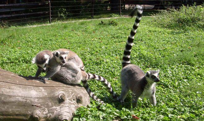 Poznajcie lemura, do którego dzieci mówią Julian
