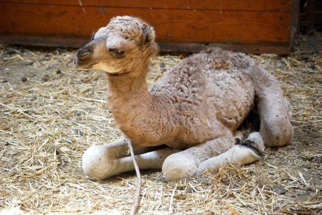 Przez cały tydzień wrocławskie ZOO można odwiedzić za jedyne 10 złotych