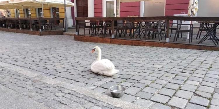 Nietypowa interwencja w centrum Wrocławia. Przechodniów zaatakował łabędź [ZDJĘCIA]