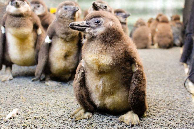 Wrocławskie zoo ratuje pingwiny przylądkowe. W piątek spotkanie oko w oko z tymi maluchami