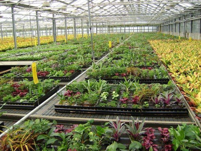 Kilka tysięcy roślin tropikalnych pojawi się w Afrykarium