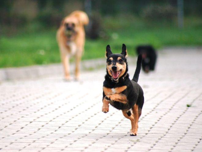W weekend Dni Otwarte wrocławskiego schroniska. Zabierz czworonoga do domu