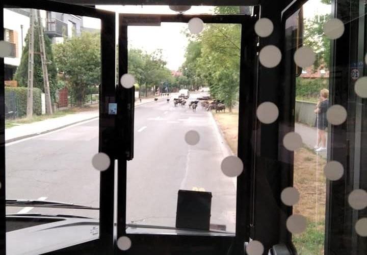 Wrocław: Na ulicę wbiegło stado owiec. Prosto przed autobus MPK [ZDJĘCIA]