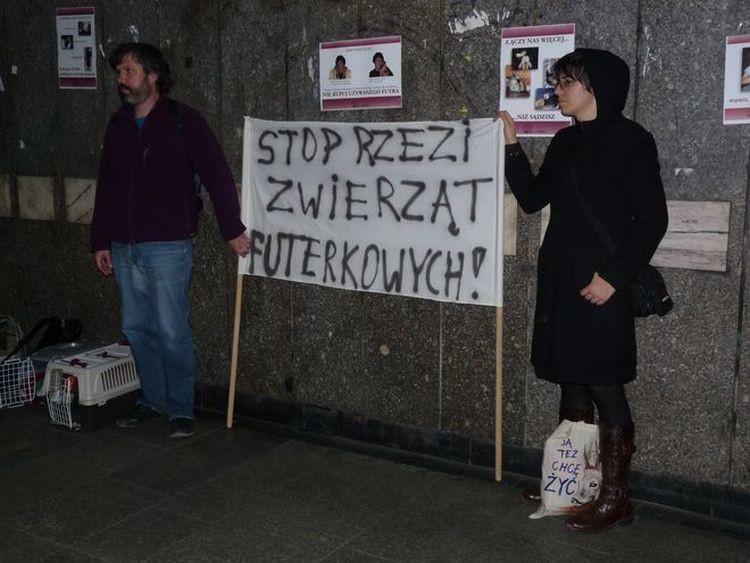 Tydzień bez Futra we Wrocławiu. Akcję organizują Otwarte Klatki