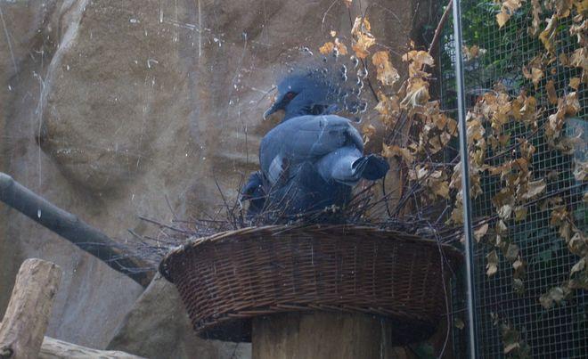 We wrocławskim ZOO mamy największe gołębie świata - ważą do 2,5 kilo