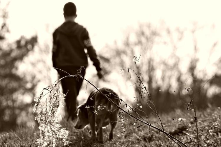 Wrocław: Ktoś próbuje truć psy? Policja prosi o zgłoszenia