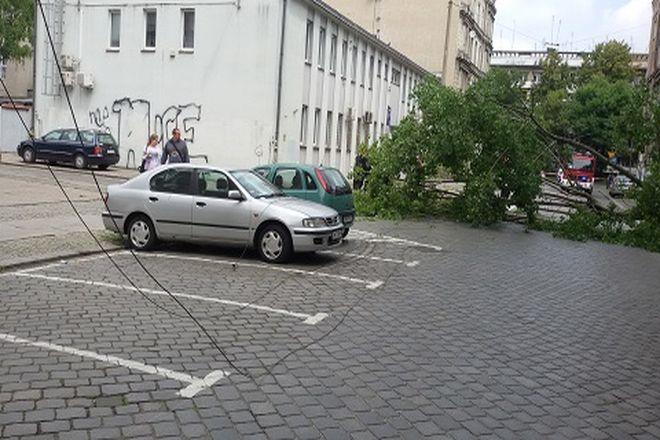Powalone drzewo zatarasowało ulicę tuż przed siedzibą straży miejskiej [ZDJĘCIA]