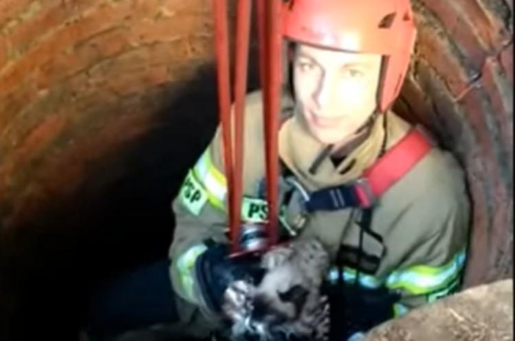Kot wpadł do głębokiej studzienki. Na ratunek ruszyli strażacy [WIDEO]