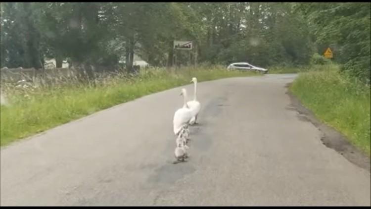 Policjanci ratowali stado łabędzi. Ptaki spacerowały środkiem ruchliwej ulicy [WIDEO]