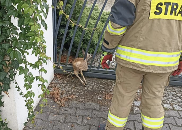 Maleńka sarenka uwięziona w bramie wjazdowej. Pomogli strażacy