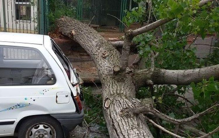 Powalone drzewo zatarasowało drogę autobusom