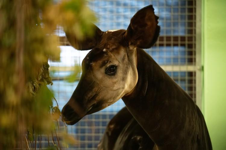 Nowy zwierzak we wrocławskim zoo. Okapi przyjechała z Lipska