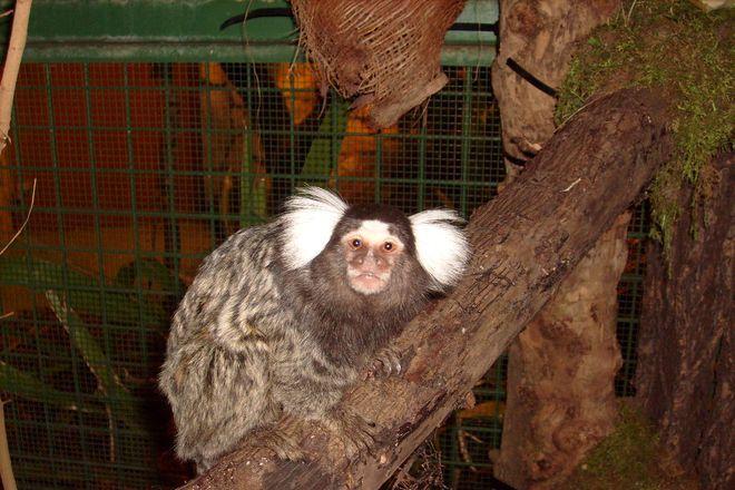We wrocławskim ZOO umierają małpki. Zmarły już 4 zwierzątka
