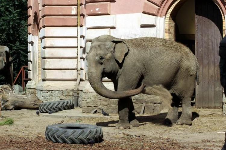 Wrocławskie zoo nawiązuje współpracę z Uniwersytetem